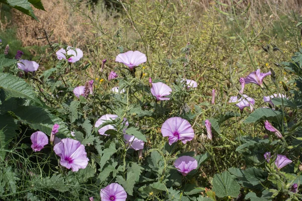 Bir bahar sabahı, mor çan çiçekleri tarlası. Tenerife, Kanarya Adaları, İspanya