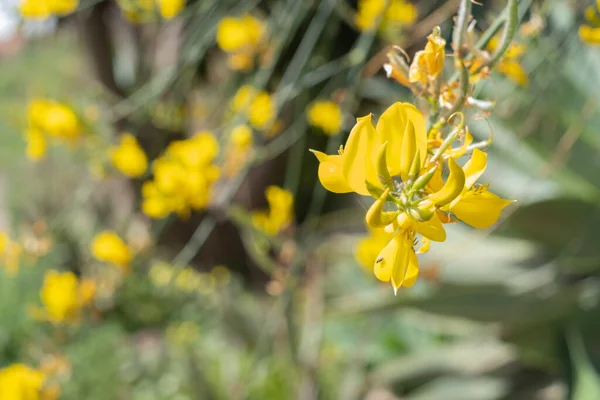 Wild Broom Flowers Branch Spring Morning Tenerife Canary Islands Spain — Stock Photo, Image