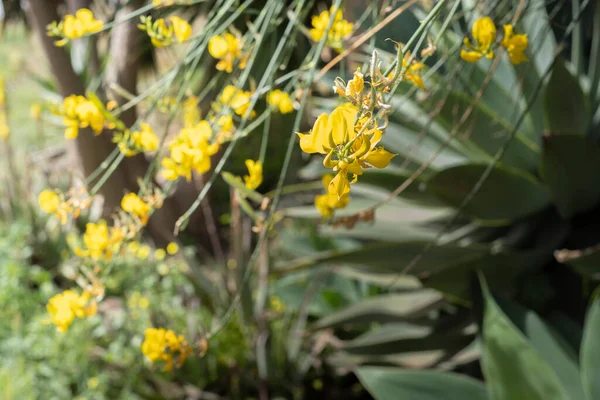 Bir bahar sabahı dallarında yabani süpürge çiçekleri. Tenerife, Kanarya Adaları, İspanya