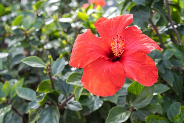 Fiori Ibisco Rosso Selvatico Una Mattina Primavera Tenerife Isole Canarie Immagine Stock