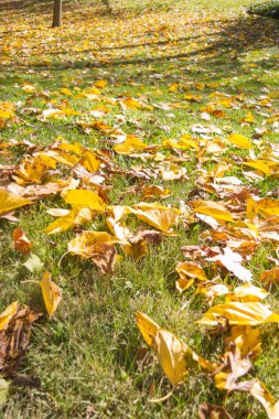Fallen leaves of trees of golden color. Madrid Spain