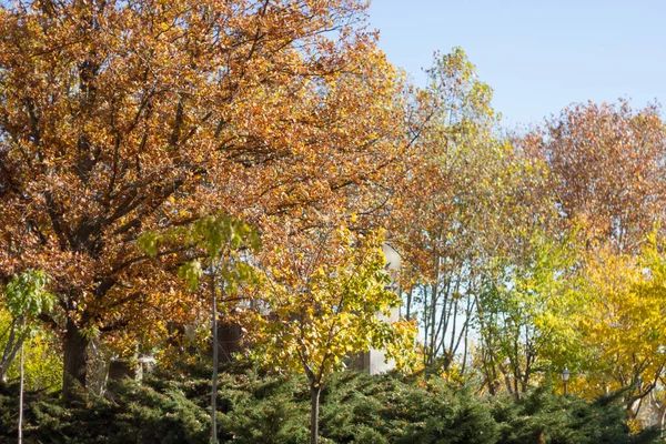 Düşen yapraklar altın rengi ağaçlar. Madrid İspanya