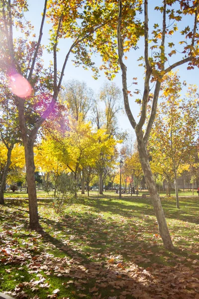 Düşen yapraklar altın rengi ağaçlar. Madrid İspanya