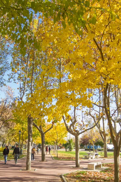 Fallen Leaves Trees Golden Color Madrid Spain — Stock fotografie