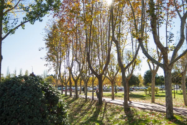 Fallen Leaves Trees Golden Color Madrid Spain — Fotografia de Stock