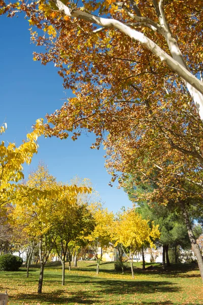 Fallen leaves of trees of golden color. Madrid Spain