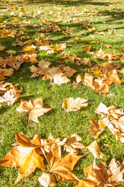 Düşen yapraklar altın rengi ağaçlar. Madrid İspanya