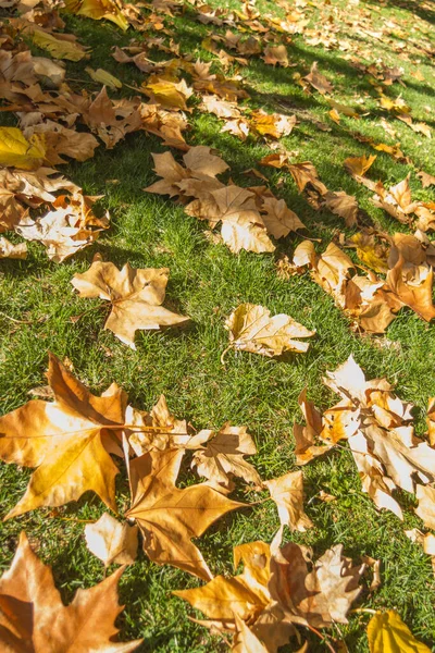 Düşen yapraklar altın rengi ağaçlar. Madrid İspanya