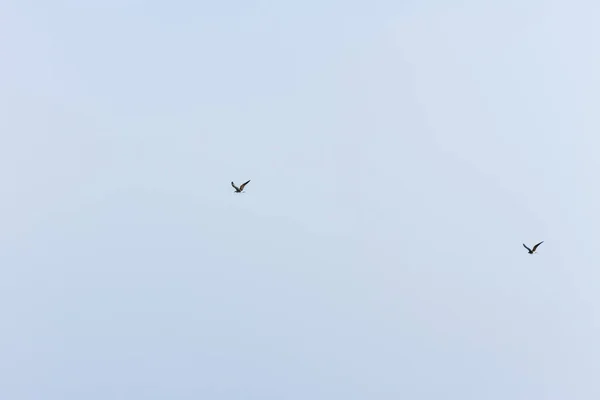 Martı Bulutsuz Mavi Gökyüzünde Özgürce Uçuyor Deniz Kenarında Güneşli Bir — Stok fotoğraf