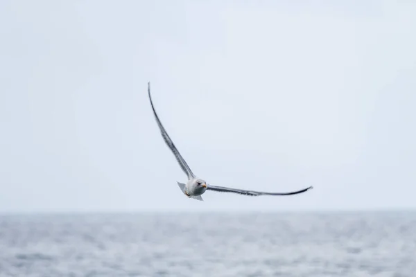 Racek Letí Vysoko Rychle Nad Oceánem Tenerife Kanárské Ostrovy Španělsko — Stock fotografie