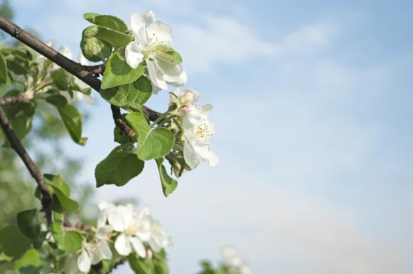 Fleurs de pomme et ciel bleu — Photo gratuite