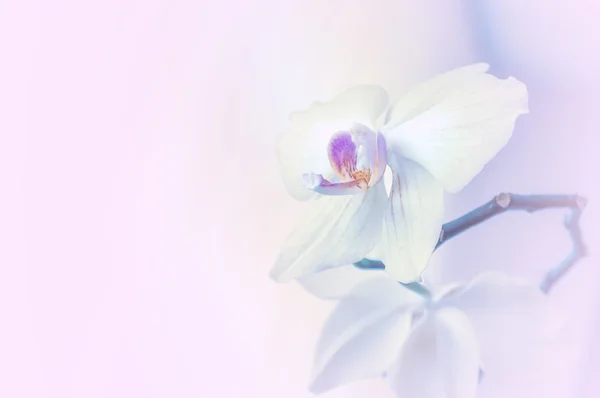 Fondo con flores de orquídea — Foto de stock gratis