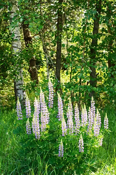 검은 숲에서 성장 하는 야생 lupines — 무료 스톡 포토