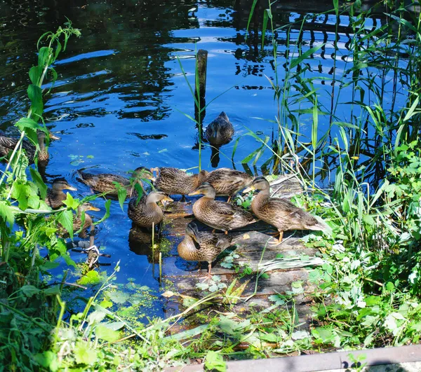 Grown chicks duck on a wooden bridge — Free Stock Photo