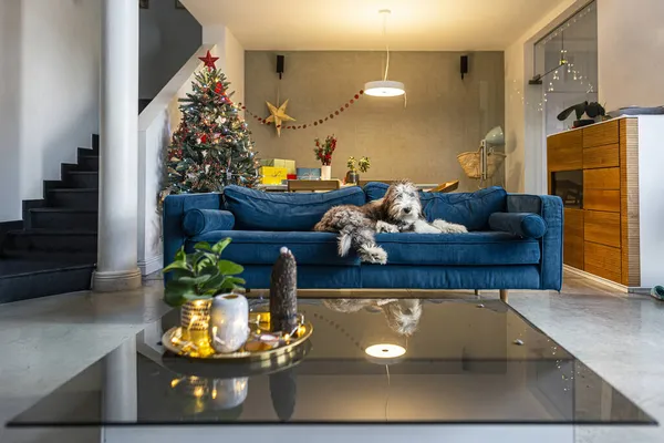 Oturma Odası Noel Ruhuyla Süslenirken Köpek Kanepede Yatar — Stok fotoğraf
