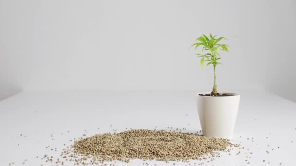 Mano Poniendo Una Loción Aceite Cbd Sobre Una Pequeña Pila — Vídeos de Stock