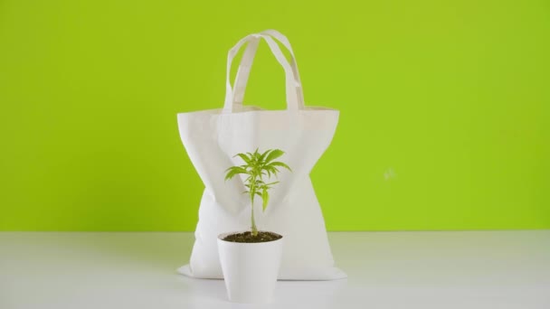 Saco Ecológico Com Planta Maconha Posicionada Frente Vaso Branco Com — Vídeo de Stock