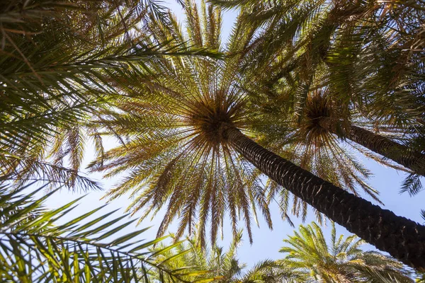 Gałęzie Palm Tropikalnym Wybrzeżu Plaży Preveli Krecie — Zdjęcie stockowe