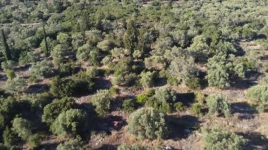 Yunanistan 'ın Lefkada adasındaki tarım arazisinin havadan görünüşü. Bir sürü zeytin ağacı olan zeytin ekimi var..
