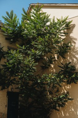 Güzel botanik çekimi, doğal desenler.