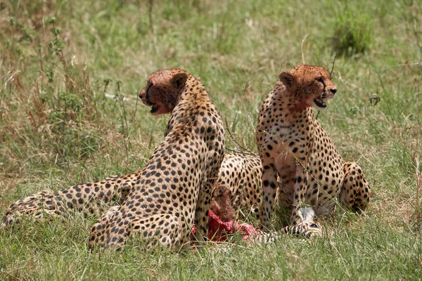 İki çita, Masai Mara Doğa Koruma Alanı 'nda avladıkları zavallı zebranın avını yiyen diğer iki arkadaşı Kenya' ya bakarak nöbet tutuyor.