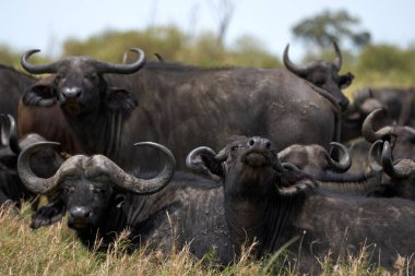 Kenya 'da Masai Mara' da bir bufalo sürüsü boynunu kaldırıyor.