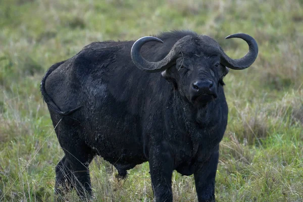 肯亚Masai Mara自然保护区平原上的独居成年海牛 — 图库照片