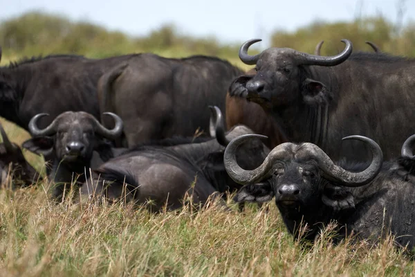 Manada Búfalo Kaffir Deitado Grama Reserva Natural Masai Mara Kenya — Fotografia de Stock