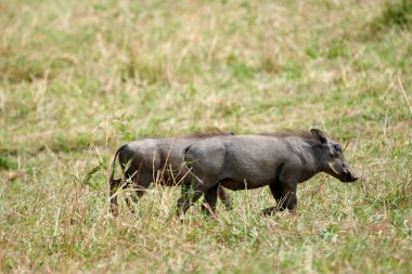Kenya 'daki Masai Mara doğa koruma alanında savanada gezinen iki küçük Afrikalı domuzun görüntüsü.