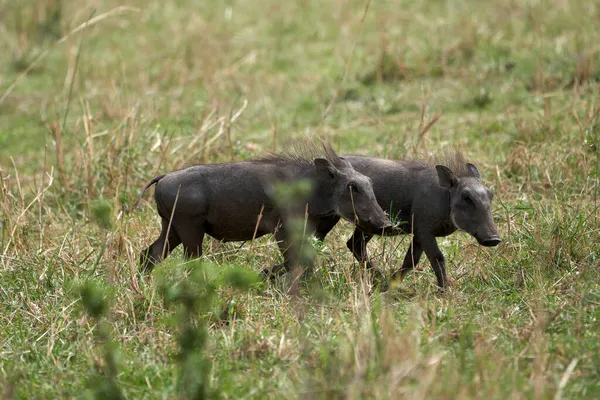 在肯尼亚Masai Mara自然保护区穿越草原草丛和灌木的非洲普通小疣猪的交配 — 图库照片
