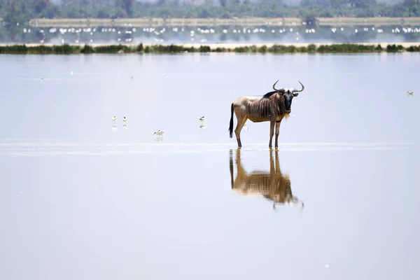 Antiloplar ve onun yansıması Musiara bataklığının sularındaki kameraya bakıyor. Kenya, Afrika 'daki Masai Mara doğa rezervinde arka planda kuşlar ve flamingolar var.