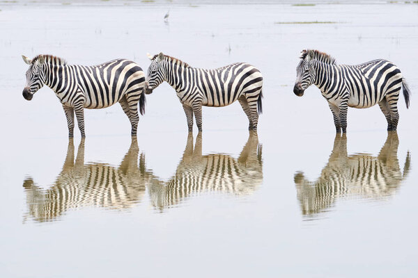 Beautiful portrait of a trio of zebras and their reflection on the waters of the Musiara swamp in the Masai Mara nature reserve in Kenya