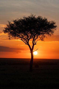 beautiful sunset with an acacia in the masai mara national reserve, the african savannah in kenya