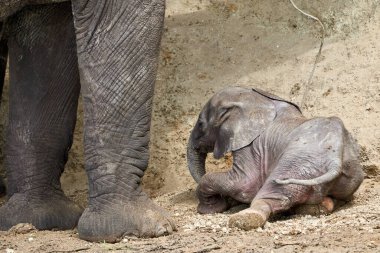 Beautiful baby elephant on the ground on the banks of kazinga canal in queen elizabeth national park in Uganda