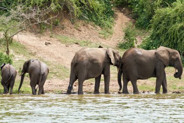 Beautiful family of elephants sorted by size in the kazinga channel near queen elizabeth national park in Uganda