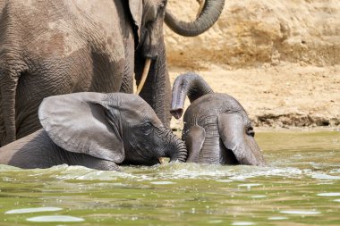 Beautiful portrait of two little elephants playing in the water in the Kazinga Channel in Uganda