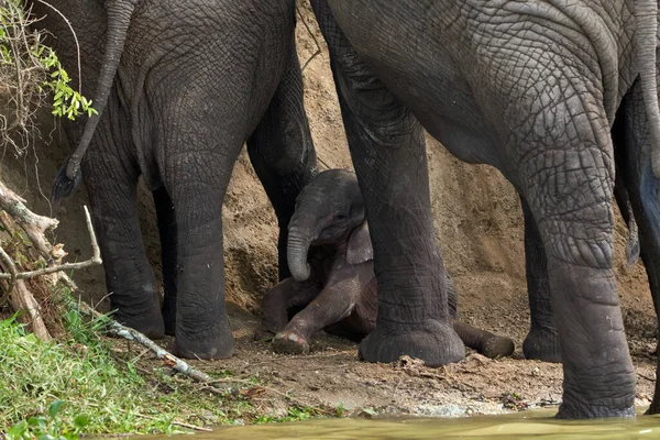 Beautiful Baby Elephant Protected Its Parents Banks Kazinga Canal Queen — Zdjęcie stockowe