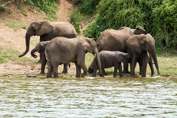 Beautiful Family Elephants Them Small Suckling Elephant Banks Kazinga Canal — Zdjęcie stockowe