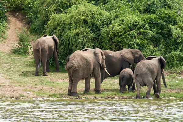 Beautiful Family Elephants Leave Kazinga Channel Enter Queen Elizabeth National — Zdjęcie stockowe