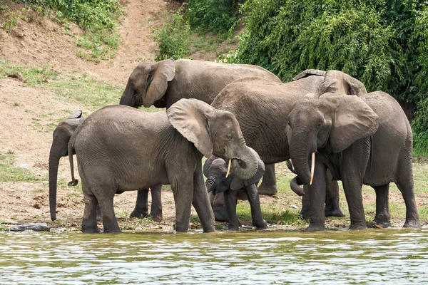 Beautiful Family Elephants Banks Kazinga Canal Queen Elizabeth National Park — Zdjęcie stockowe