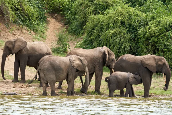 Beautiful Family Elephants Banks Kazinga Canal Queen Elizabeth National Park — Zdjęcie stockowe