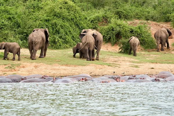 Beautiful Family Elephants Walk Bank Kazinga Canal Hippos Water Vegetation — Zdjęcie stockowe