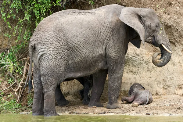 Beautiful Family Elephants Baby Elephant Ground Banks Kazinga Canal Queen — Zdjęcie stockowe