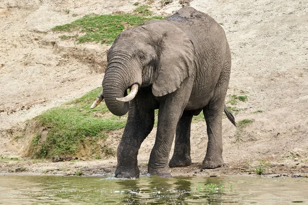 Beautiful Full Length Portrait Elephant Drinking Water Its Trunk Its — Zdjęcie stockowe