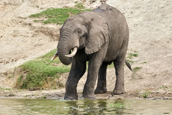 Beautiful full length portrait of an elephant drinking water with its trunk in its mouth on the banks of the kazinga canal in queen elizabeth national park in Uganda