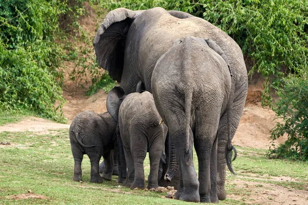 Beautiful Portrait Family Elephants Back Returning Queen Elizabeth National Park — Zdjęcie stockowe