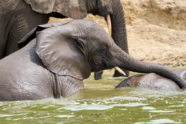 Beautiful portrait of a small elephant in the water with its trunk over another in the Kazinga channel in Uganda