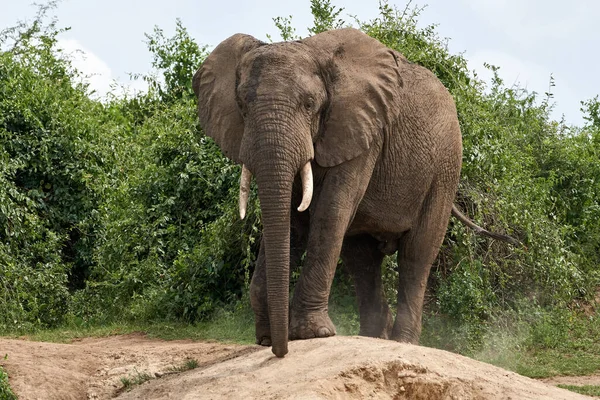 Beautiful portrait of an adult elephant on the ground in the queen elizabeth national park on the banks of the Kazinga channel in Uganda