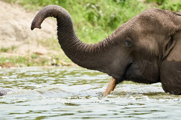 Beautiful Portrait Elephant Its Trunk Folded Air While Bathing Kazinga — Zdjęcie stockowe