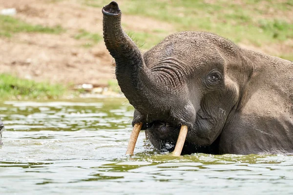 Beautiful Portrait Elephant Its Trunk Erect While Bathing Kazinga Channel — Zdjęcie stockowe